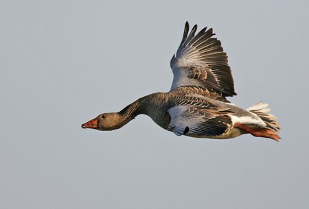 Greylag Goose